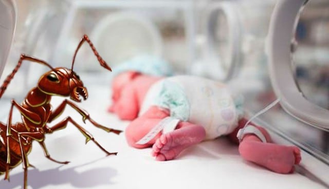 Hormigas dentro de incubadora de recién nacido generan indignación en las redes