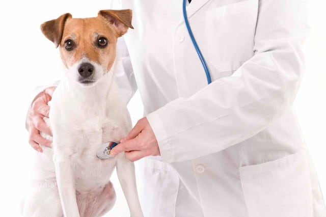 Mascotas y esterilizaciones