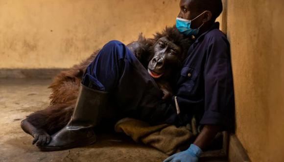 Ndakasi nació en abril del 2007 y quedó huérfana con dos meses después de que unos milicianos mataran a su madre en la montaña. (Foto: Facebook Virunga National Park)