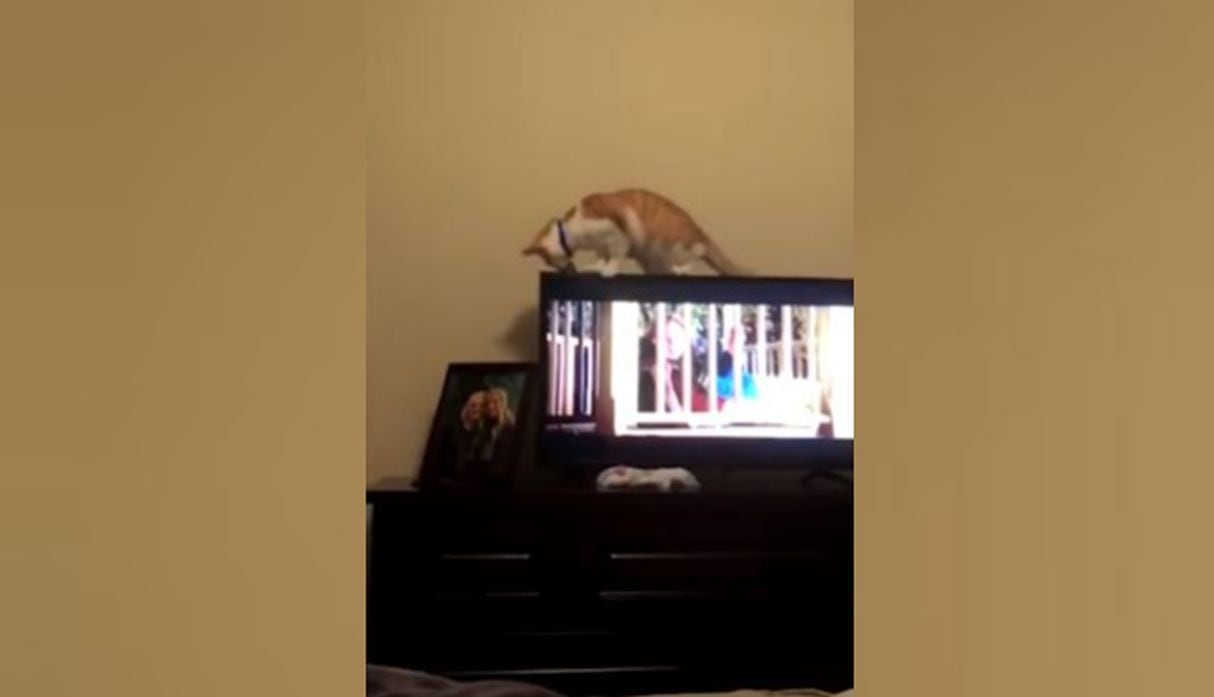 El pequeño felino se paró sobre la televisión con total tranquilidad. (YouTube: Caters Clips)