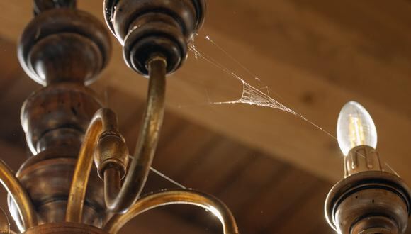 Cómo acabar con las telarañas dentro de la casa sin riesgo de picaduras. (Foto: Pexels)