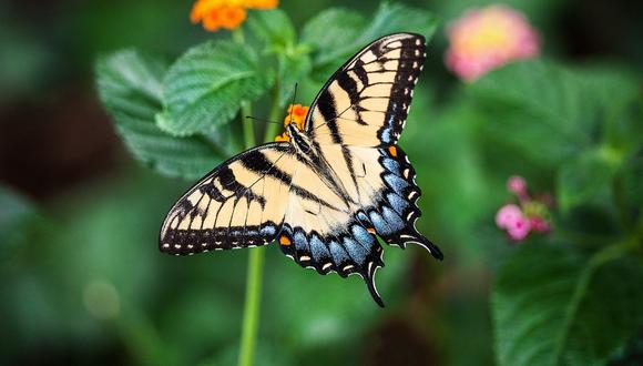 Las mariposas son una especie de insectos que llaman mucho la atención por los llamativos colores de sus alas . (Foto: Pixabay)