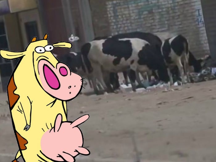 Vacas comen basura en Carabayllo. (Andina)