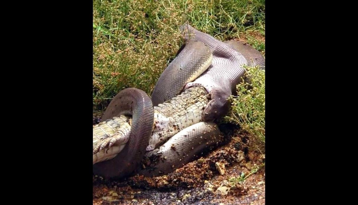 Serpiente en captada comiéndose a un cocodrilo entero. Foto: Facebook | GG Wildlife Rescue