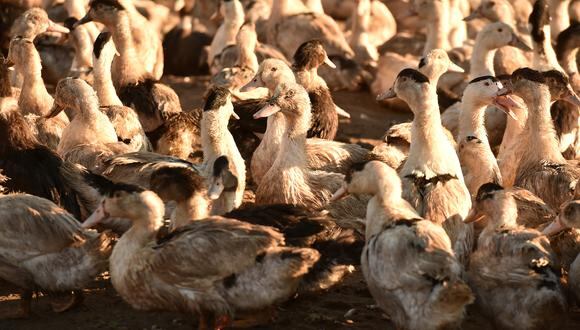 Los criadores italianos han tenido que sacrificar 18 millones de animales desde el comienzo de la epidemia, a mediados de octubre. (Foto referencial: REMY GABALDA / AFP)