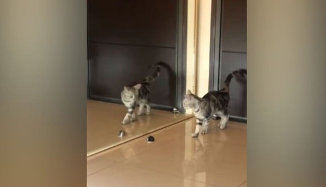 Aparentemente, era la primera vez que el gato se veía en un espejo. (YouTube: ViralHog)