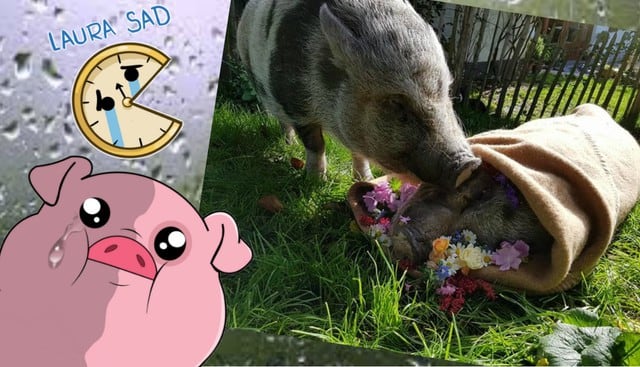 Facebook viral: La conmovedora reacción de un cerdo al perder a su compañera de toda la vida