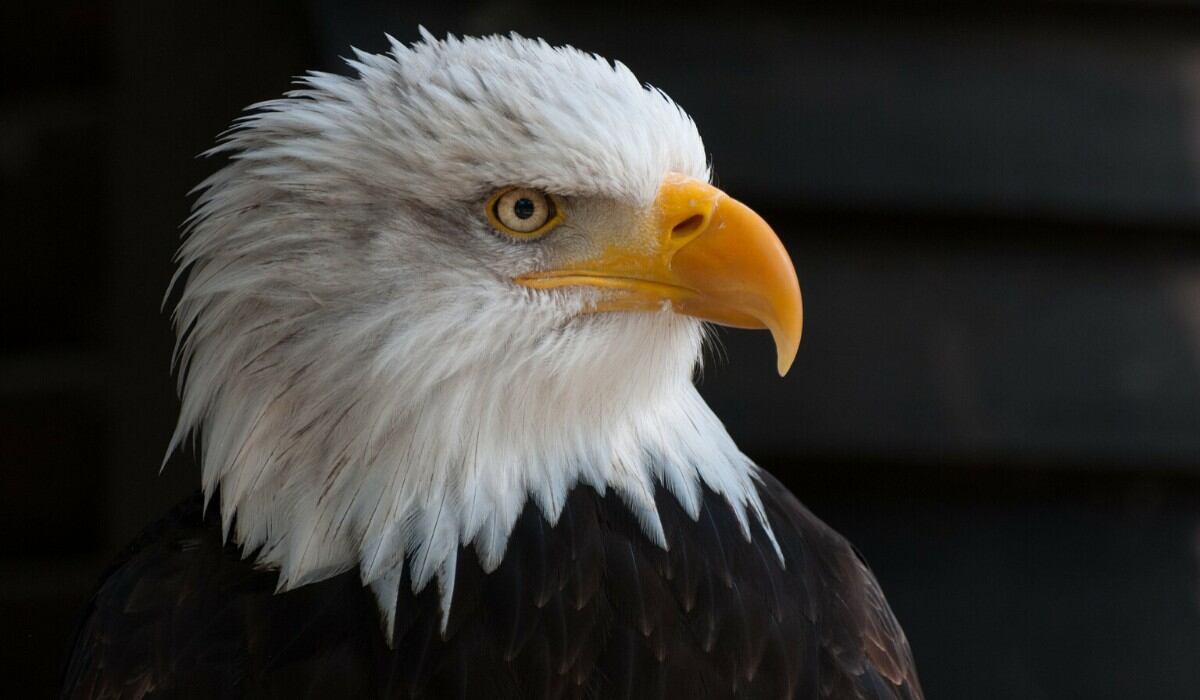 El águila causó revuelo entre los oficinistas por su curiosa incursión. (Foto: Pixabay/Referencial)