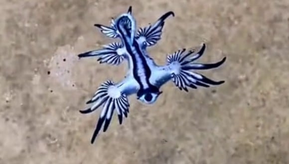 Las babosas ‘dragón azul’ se alimentan de medusas venenosas y, al sentirse amenazadas, pican a sus enemigos provocándoles mucho dolor. | Crédito: @julianobayd / TikTok