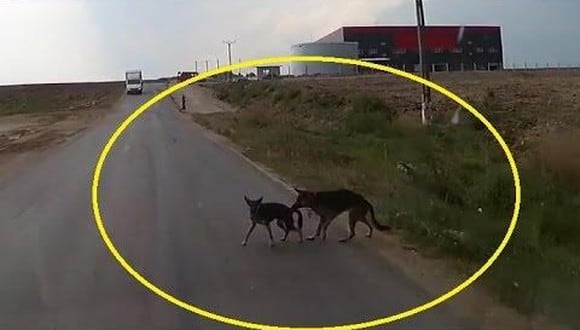YouTube: Perro jala a su amigo de la cola y le salva la vida [VIDEO]