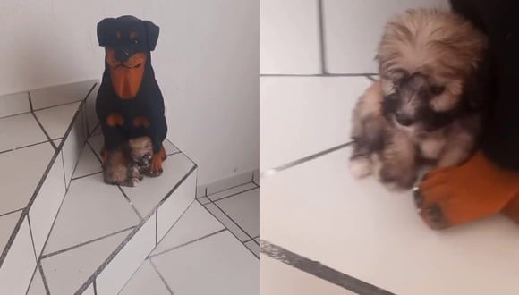 El dueño de un cachorro decidió grabar el continuo comportamiento de su mascota y, de paso, convertirlo en tendencia en las redes sociales. | Crédito: @isaacpapi90 / TIkTok