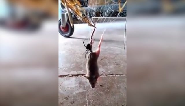 Un hombre grabó en video a una viuda negra atrapando entre su telaraña a un ratón. El video es viral entre los usuarios de YouTube. (YouTube|PenzoPozitivo)