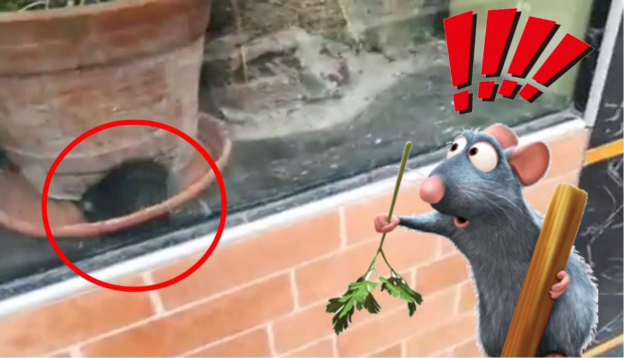 Facebook viral: Graban a rata durmiendo en ventana de chifa y no era la de ‘Ratatouille’