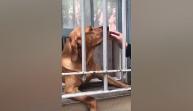El can lucía muy cómodo mientras estaba parado en dos patas para asomarse por la ventana. (YouTube: Caters Clips)
