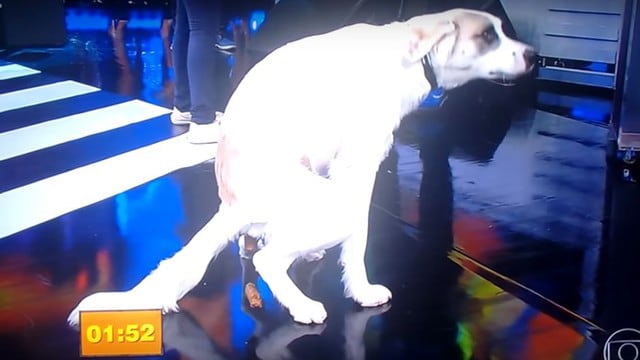 ¡Nooo! Perro hace lo que jamás debió hacer en el programa más visto de Brasil.