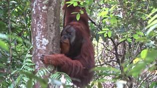 ¡Descubrimiento sorprendente! Orangután fabrica ungüento para curarse herida