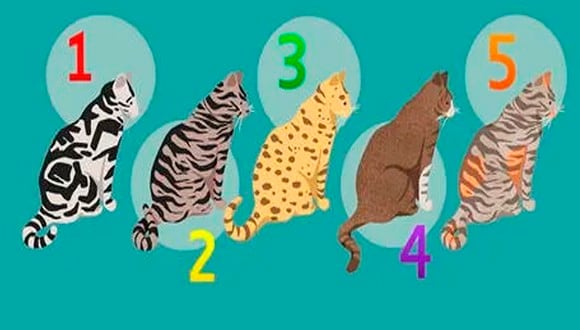 Sé sincero con tu respuesta para qué encuentres un resultado óptimo en el test de personalidad de los 5 gatos en la imagen. (Foto: mdzol)