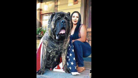 Perro gigante asombra a todos por su gran tamaño.