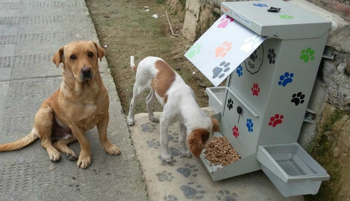 En Los Olivos los perros sin hogar ya tiene un lugar donde encontrar agua y alimento gratis