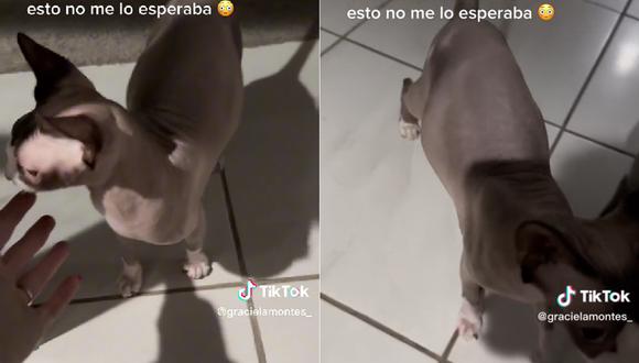A través de TikTok se viralizó el video de una mascota que sorprendió a su dueña tras un mes de no verse.
(TikTok: @gracielamontes_)