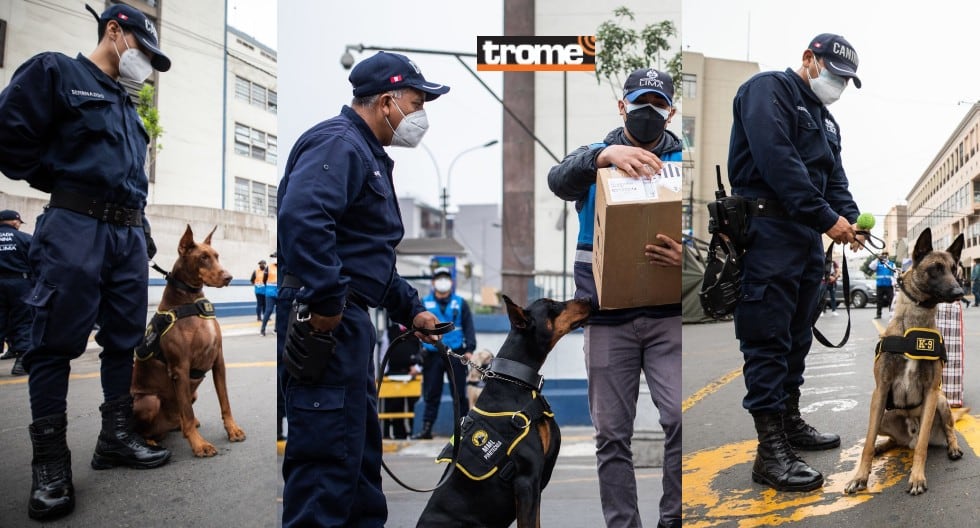 Perritos de la Brigada Canina, especializados en detección de pirotécnicos, ayudarán en el Plan de Seguridad en Lima por fiestas de Navidad y fin de año.