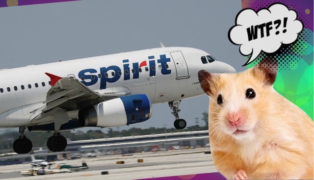 Noticias insólitas: No la dejaron subir a un avión con su hamster y se vio obligada a tirarlo por el inodoro. (Fotos: El Nuevo Herald de Miami/Trome)