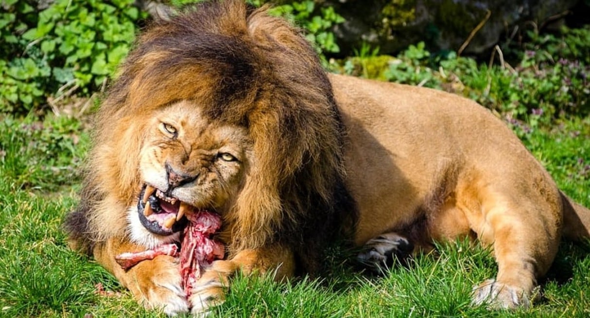 Leones se comen a cazadores furtivos en zona natural reservada.
