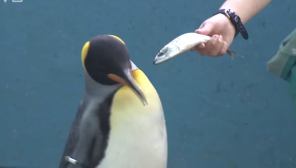 Pingüinos del acuario Hakone-en han mostrado su molestia por el cambio de su dieta a un pescado más barato. (Foto: YouTube)