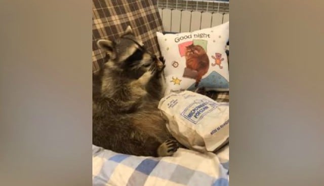 El mapache comía popcorn mientras estaba viendo la televisión. (YouTube: ViralHog)