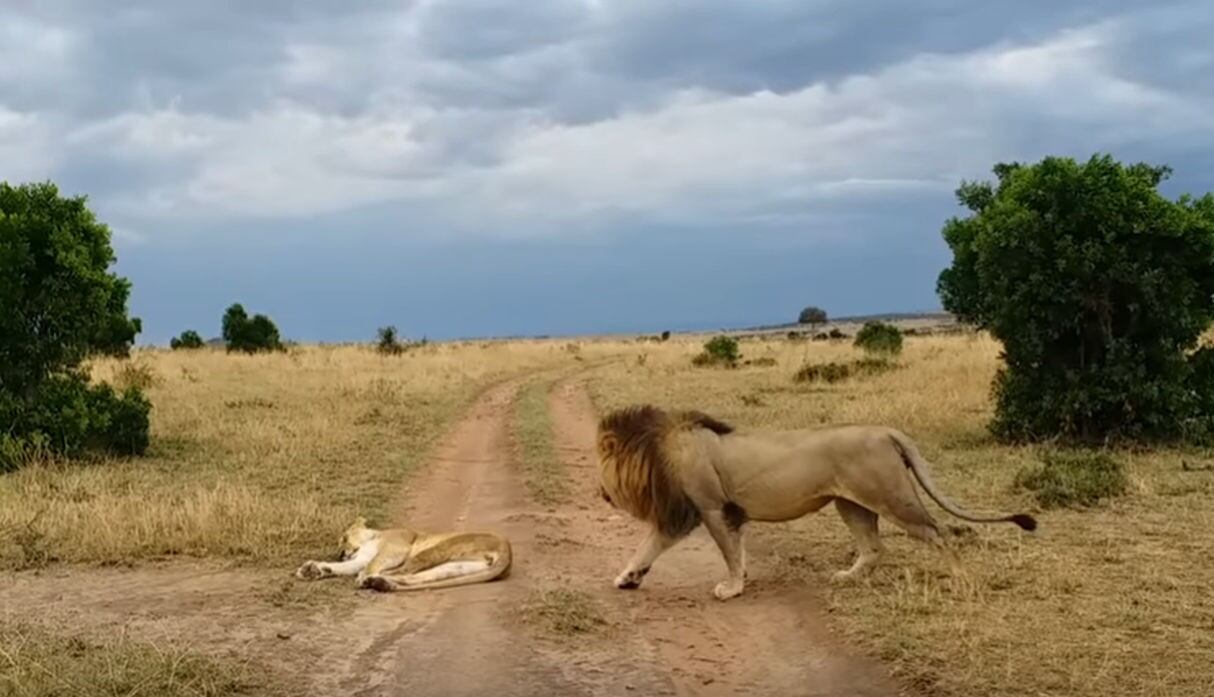 El león vio una buena oportunidad para 'fastidiar' a la leona. (YouTube: Kruger Sightings)
