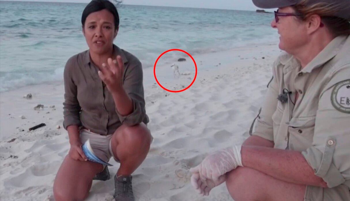 YouTube viral: Liberaba a tortugas en su hábitat natural cuando ocurrió inesperada escena | Australia | Video