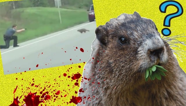 Una marmota murió a balazos en Estados Unidos. (Composición: Trome.pe / Fotos: Captura)