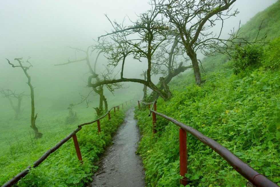 A dos horas de la ciudad de Lima se encuentra la Reserva Nacional de Lachay, un ecosistema único debido a la presencia de neblinas. Fotos: Facebook Lomas de Lachay