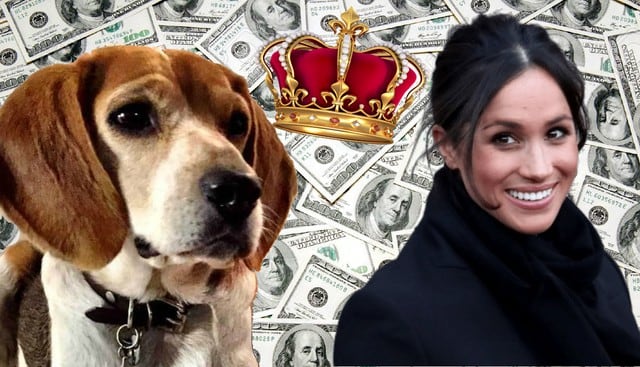 Meghan Markle y la increíble historia de mendigo a millonario de su perro ‘Guy’