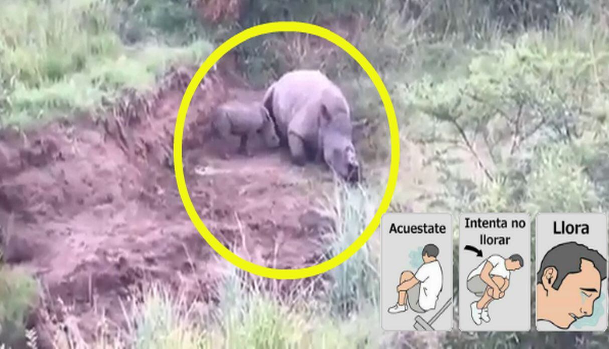 El pequeño rinoceronte no entiende que su madre está muerta y mutilada. La madre fue asesinada por cazadores furtivos.  Todo quedó registrado en YouTube.