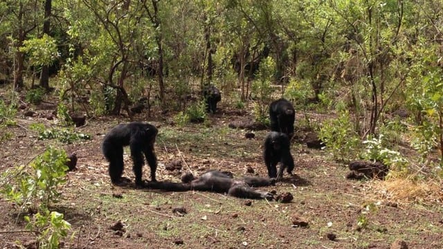 El extrano caso del chimpancé líder asesinado por su manada.