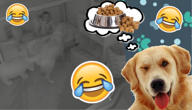 YouTube viral: Este escape de una bebé y sus perritos hambrientos será lo más tierno que verás hoy