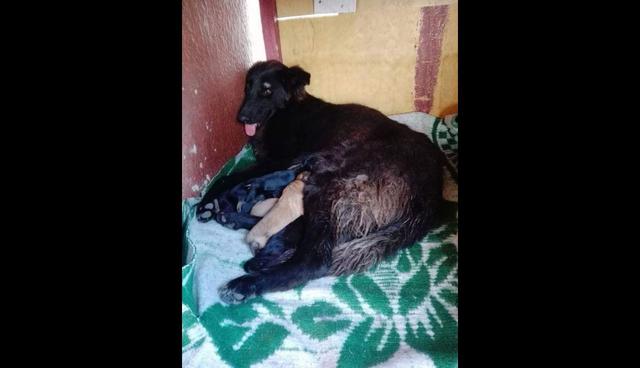 Lazzie, la perrita que salvó a sus amos en el terremoto en Tarapoto pero murió por proteger a sus cachorros. Foto: Facebook / Bajo la Lupa - Tambogrande