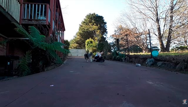 Sale a correr y su perro hace que sufra una aparatosa caída. Ocurrió en Australia. (YouTube | ViralHog)