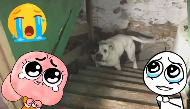 Facebook viral: El rescate de una perrita encadenada en el sótano de la casa que sus dueños vendieron | EE.UU.