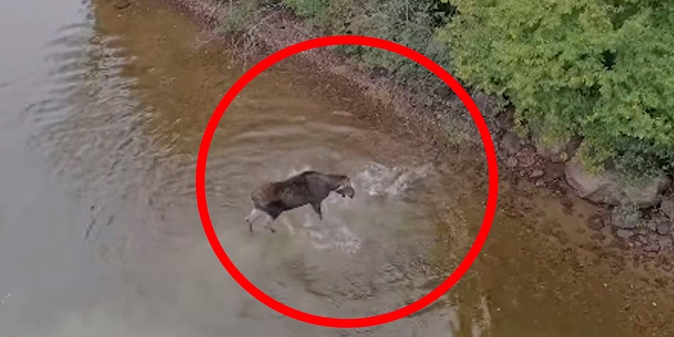 Esta tremenda batalla entre un alce y un lobo ha sido captada en Facebook gracias a un Drone. | Foto: Form Productions