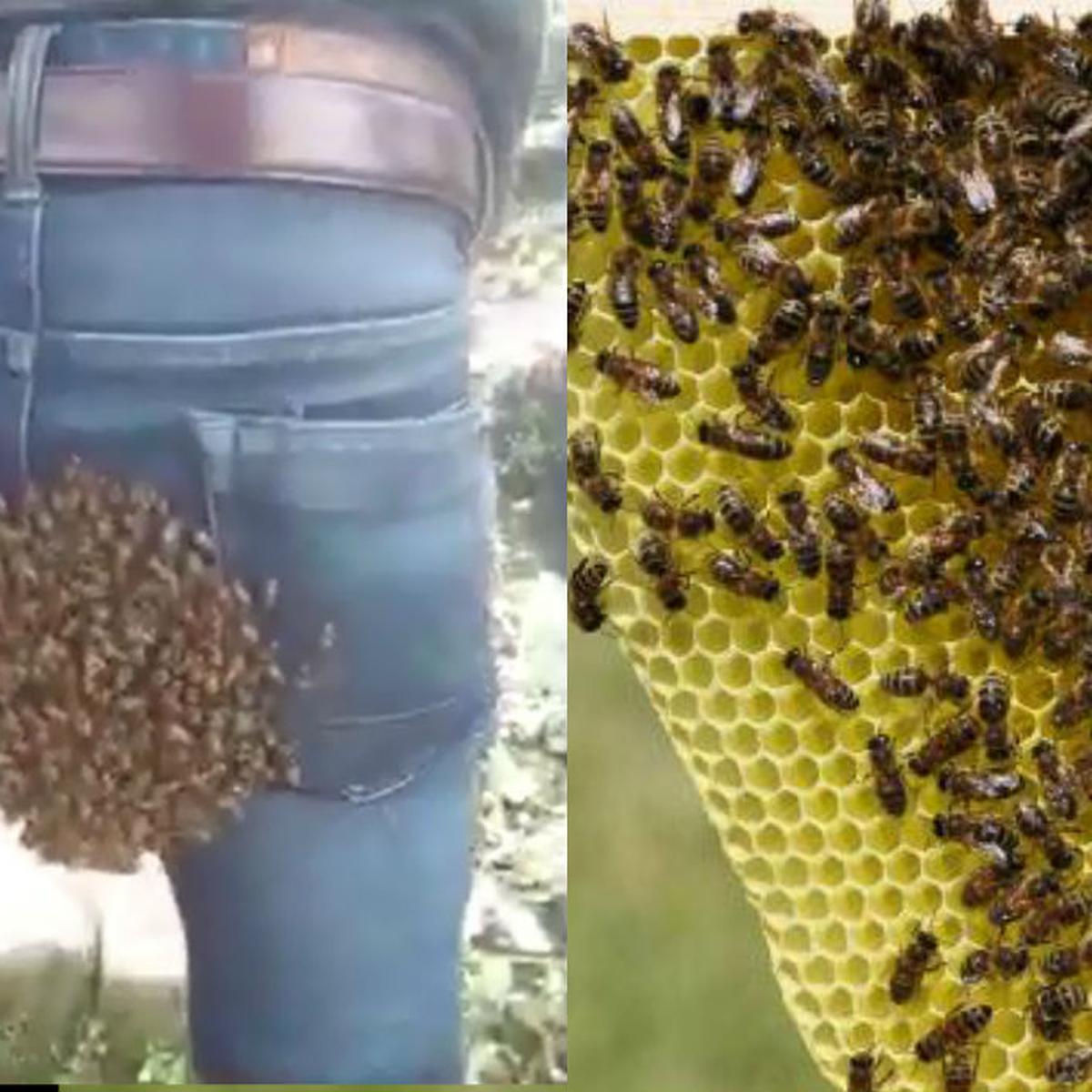 Eres de los que confunde un panal de abeja con una colmena
