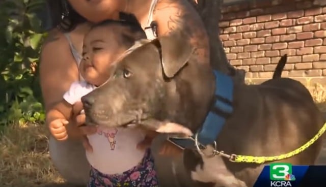 Se viralizó en YouTube la historia de este can que salvó la vida de sus dueños. (Foto: Captura)