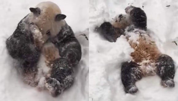 Youtube: Tian Tian, el tierno panda que goza con la nieve de la tormenta Jonas
