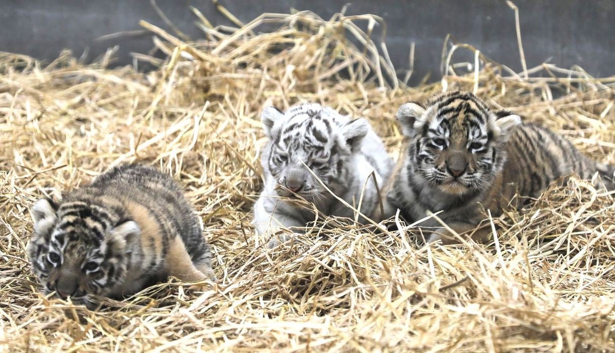 Presentan a las tres tigresas de bengala bebé que nacieron en el Parque de las Leyendas | VIDEO
