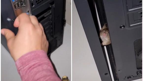 Ratón buscaba una viviendo y se metió a una computadora. (Foto: @kevinsilva186 / TikTok)
