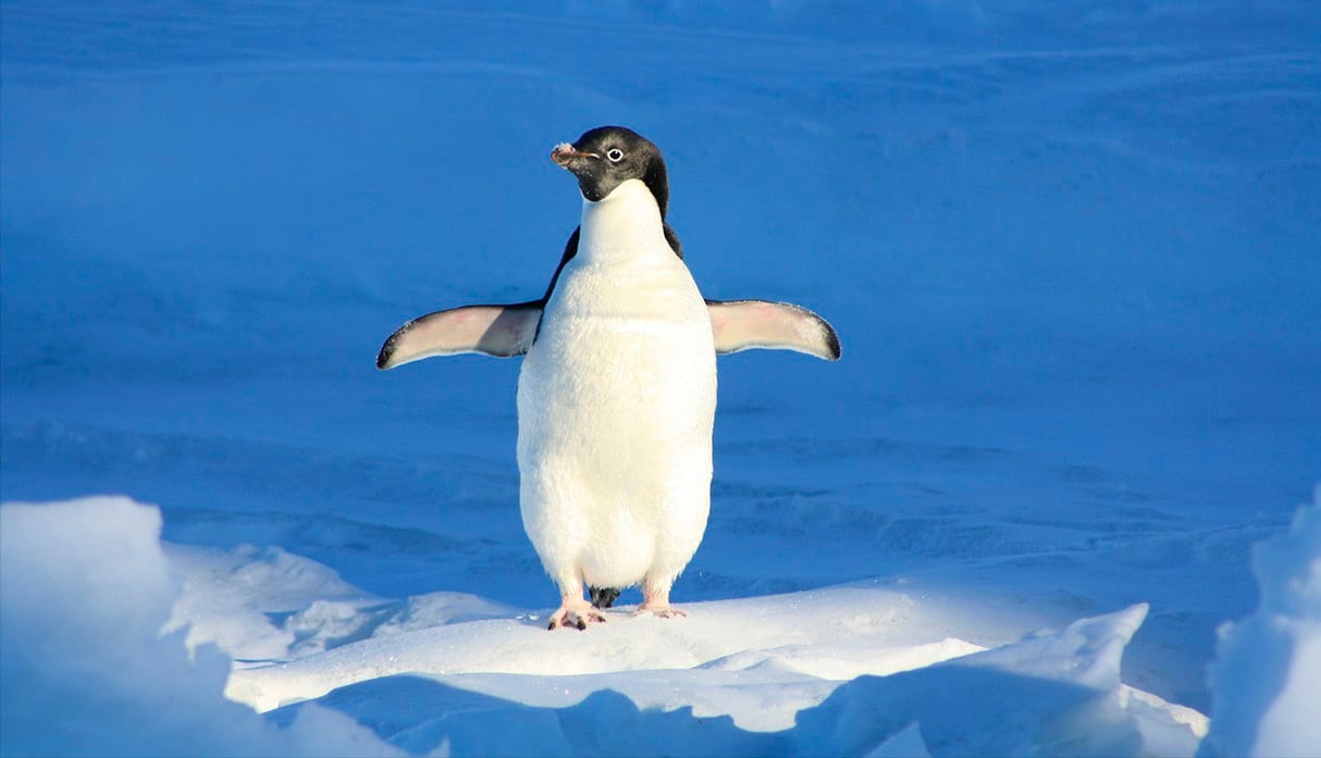 El emocionante salto de un pingüino al mismo estilo de película de acción se vuelve viral en las redes sociales. (Pixabay)