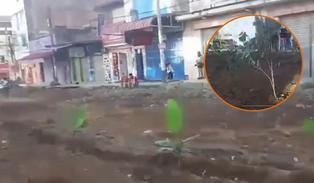Satipo: Vecinos protestan sembrando plátanos y yucas en vía pública por obras inconclusas