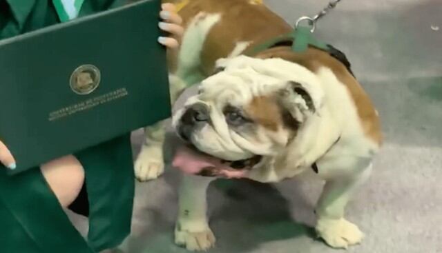'Tarzán' el bulldog hizo de las suyas en la ceremonia de graduación de la universidad en la que funge de mascota. (Fotos: Enrique Ruiz Almodóvar en Facebook)