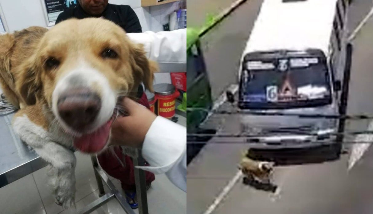 Chofer atropella a perrito tras hacer 'carreras' con otra unidad y podría recibir 3 años de cárcel